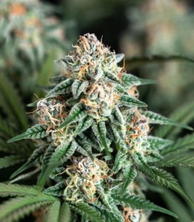 Bob Haze, Marley Seedbank