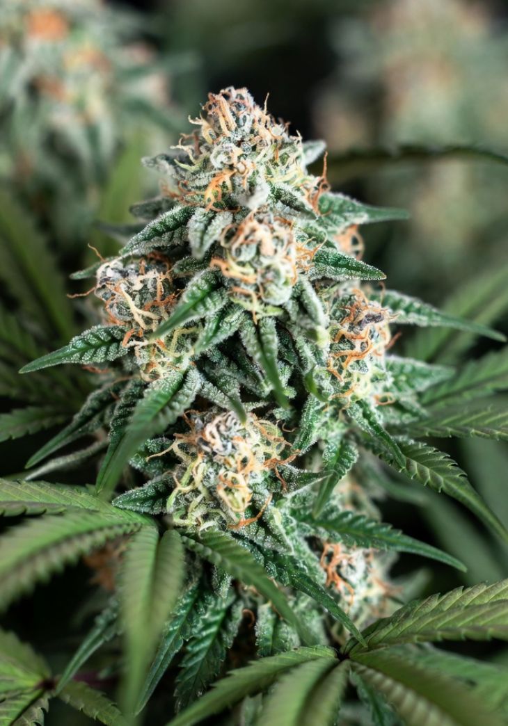 Bob Haze, Marley Seedbank