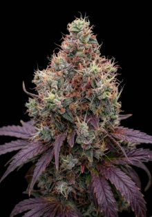God's Gift, Marley Seedbank