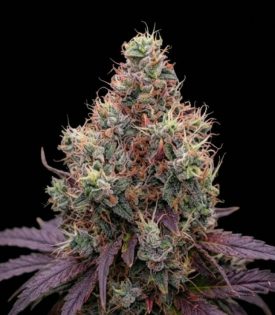 God's Gift, Marley Seedbank