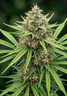 Mandarine Kush Fast