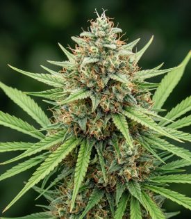Mandarine Kush Fast